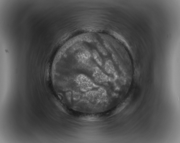 X0000085770065200703301412