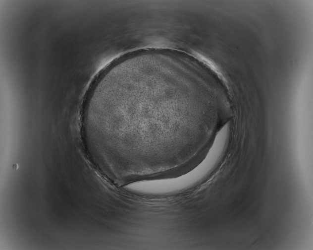 X0000085771264200703301354