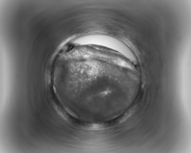 X0000085770060200704091400