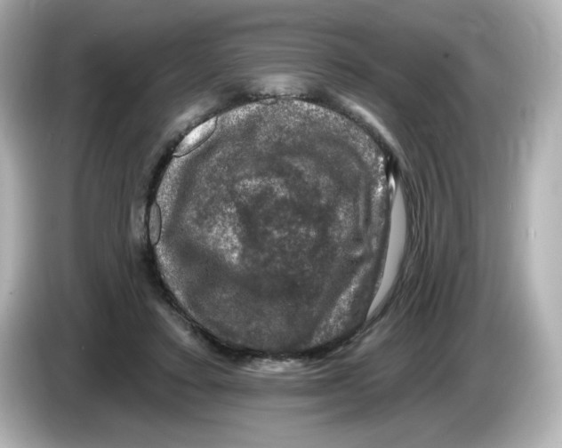 X0000085770403200704091356