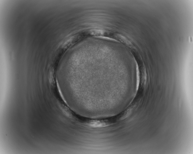 X0000085770616200704091354