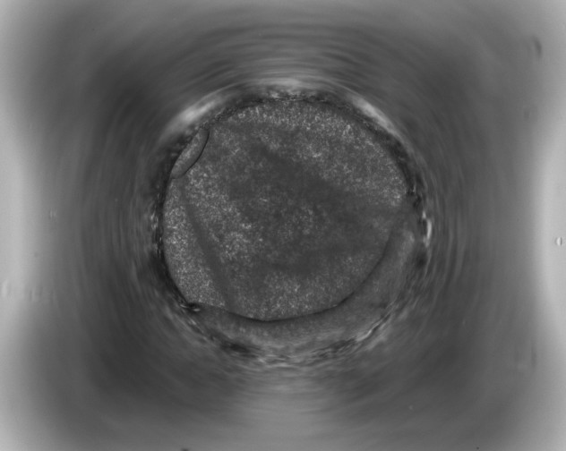 X0000085770822200704091351