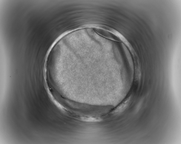 X0000085770955200704091350