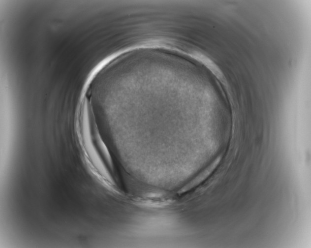 X0000085770960200704091350