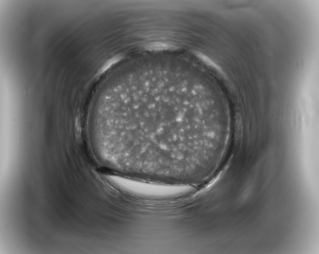 X0000085771305200704091345