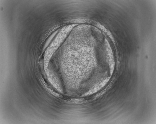 X0000085770057200704131814