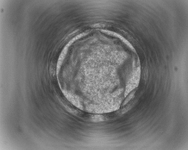 X0000085770091200704131814