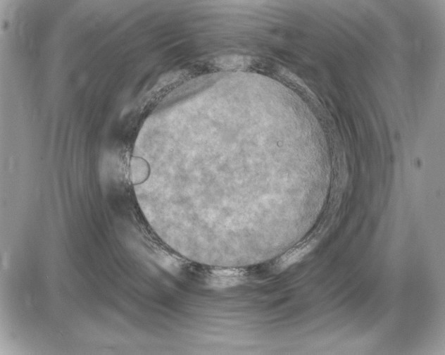 X0000085770240200704131811