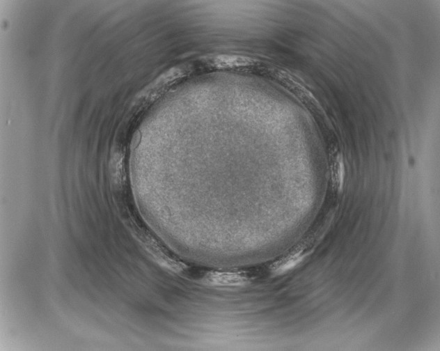 X0000085770327200704131810