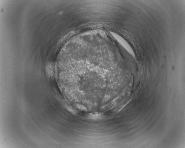 X0000085770335200704131810