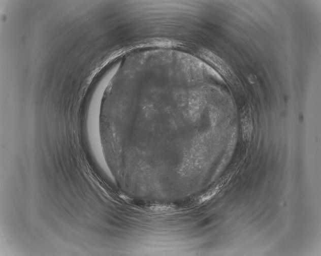 X0000085770350200704131809