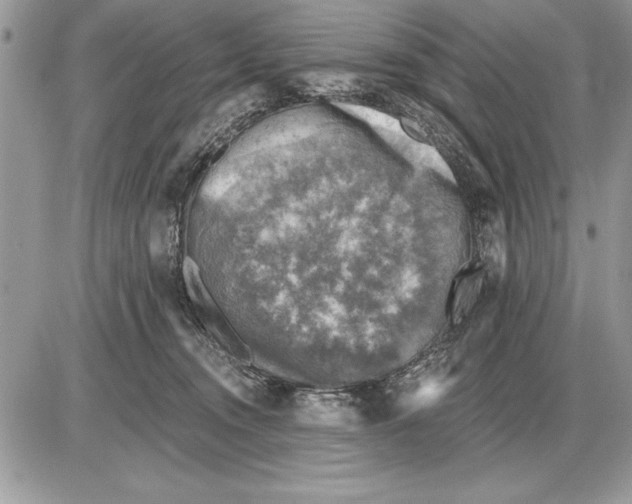 X0000085770372200704131809