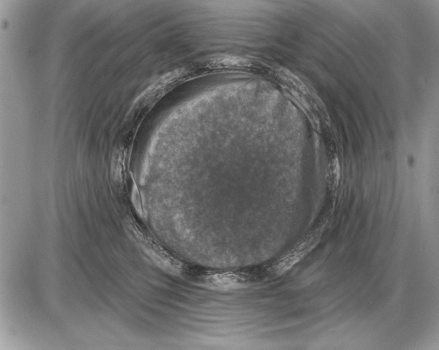 X0000085770423200704131808