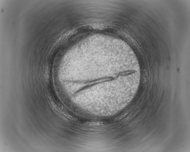 X0000085770639200704131804