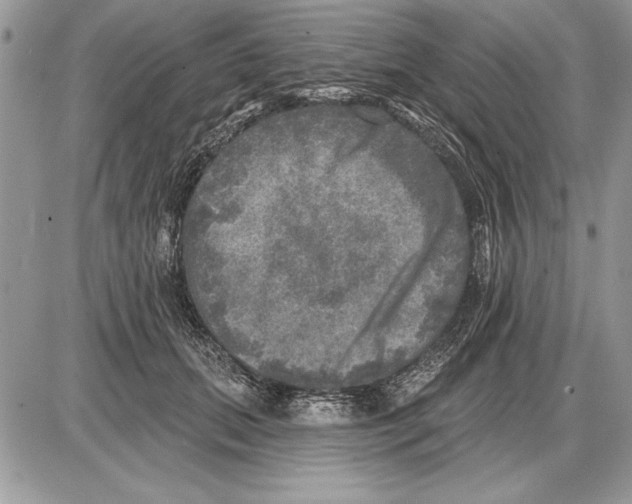 X0000085770655200704131804