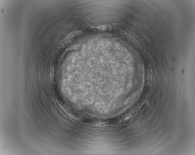 X0000085770656200704131805