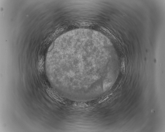 X0000085770866200704131801