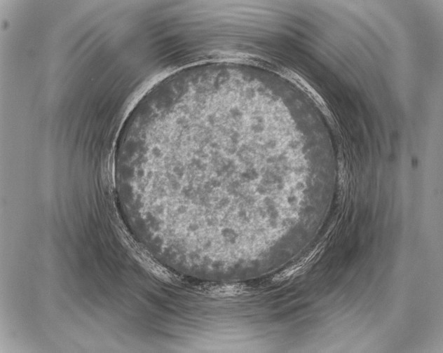 X0000085770891200704131800