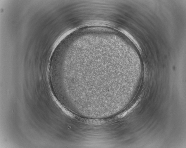 X0000085770901200704131800