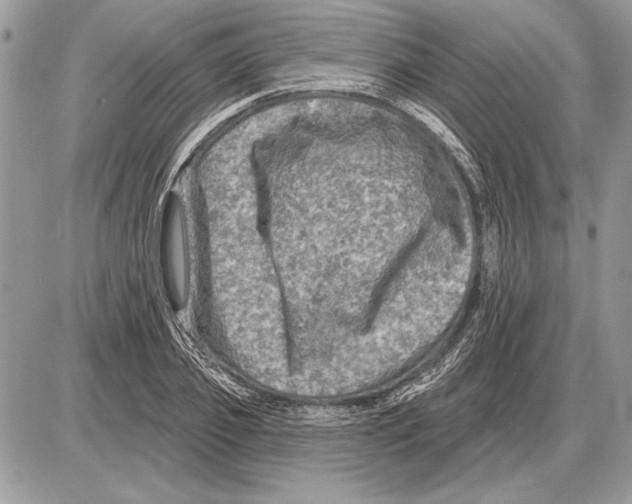 X0000085770933200704131800