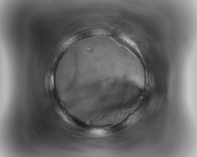 X0000085780061200703161215