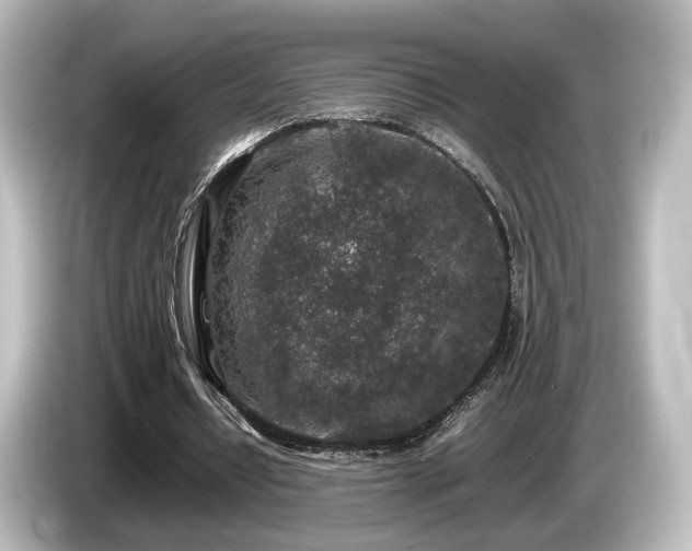 X0000085780434200703161210