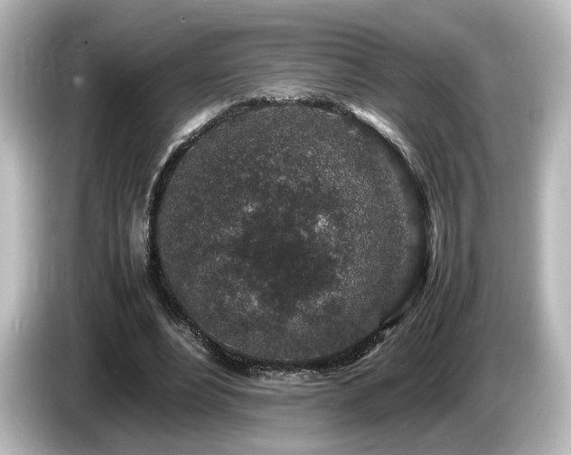 X0000085780488200703161210