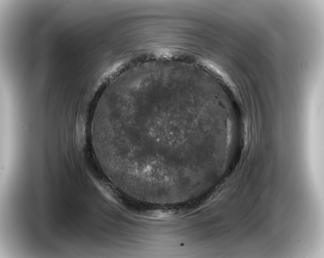 X0000085780496200703161210