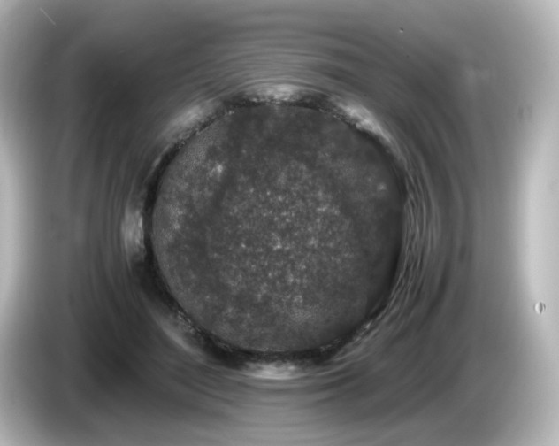 X0000085780500200703161209