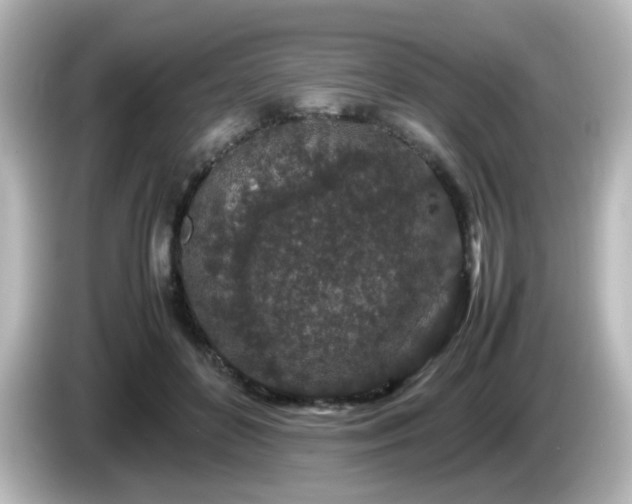 X0000085780504200703161209