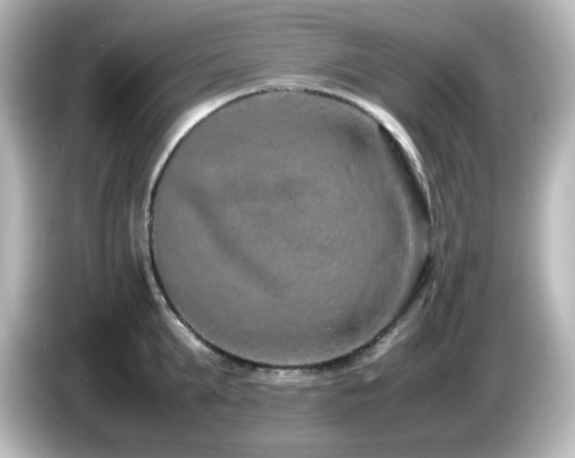 X0000085780903200703161203