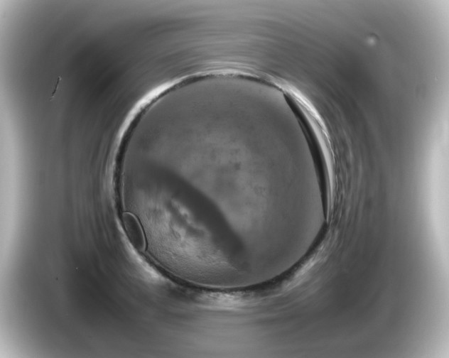 X0000085780995200703161201