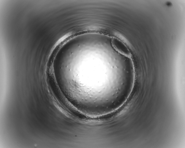 X0000085781026200703161200