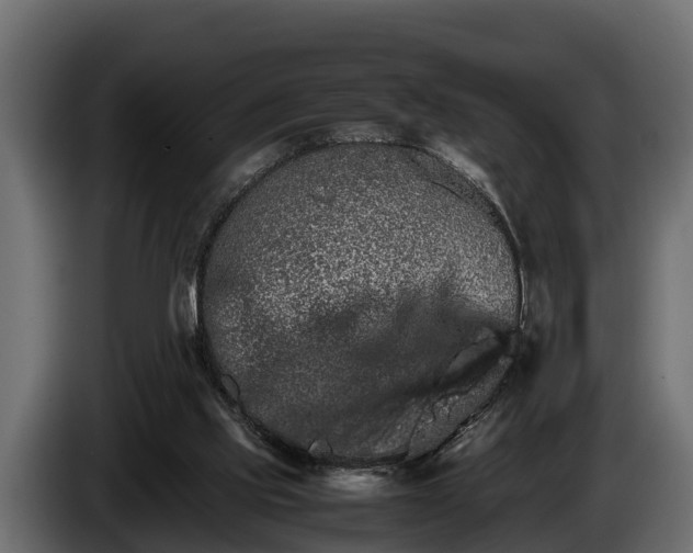 X0000085780061200703231255