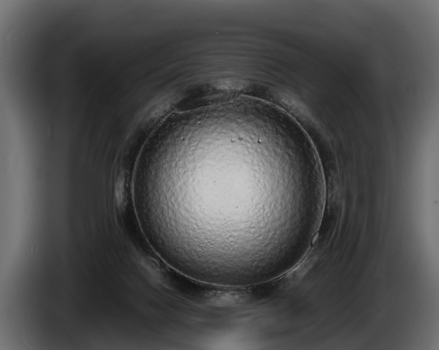 X0000085780074200703231255