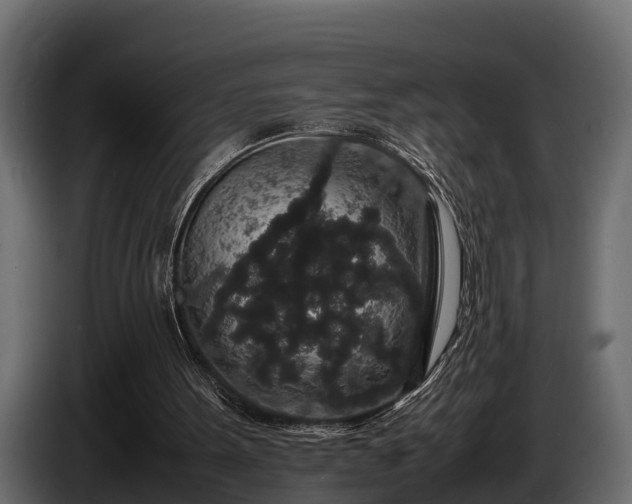 X0000085780099200703231255