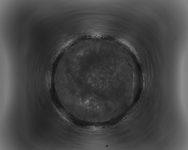 X0000085780496200703231249