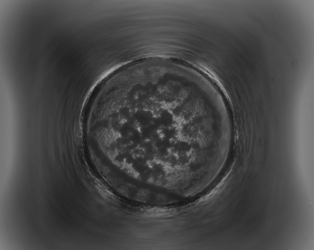 X0000085780779200703231245