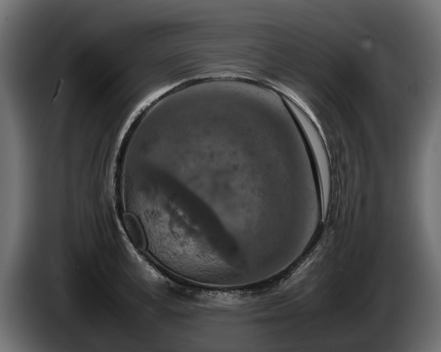 X0000085780995200703231241