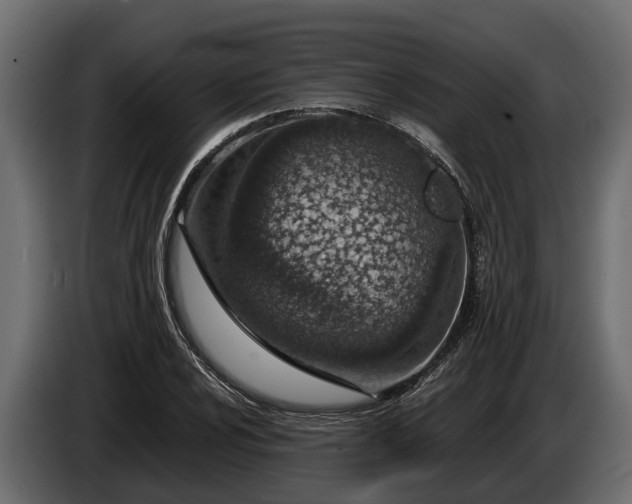 X0000085781024200703231241