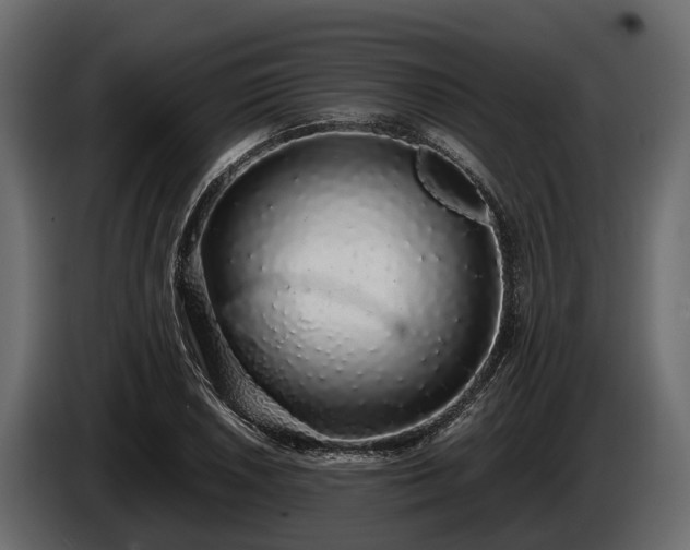 X0000085781026200703231241