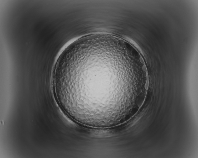 X0000085781387200703231236