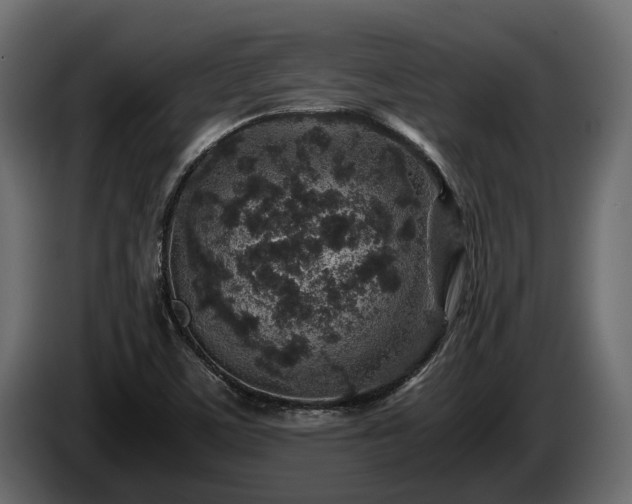 X0000085781459200703231235