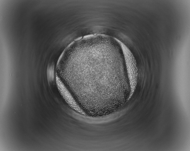 X0000085780046200703301435