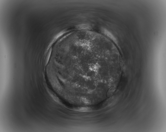 X0000085780059200703301434