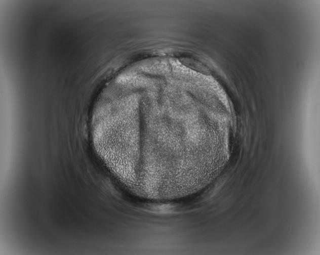 X0000085780313200703301431