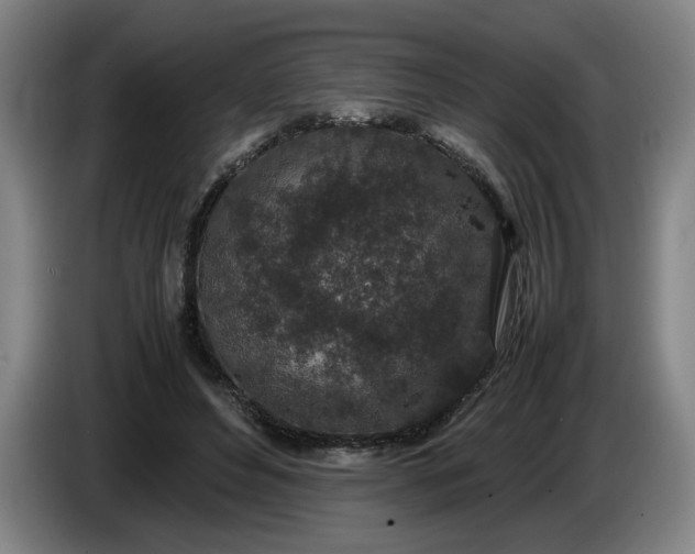 X0000085780496200703301428