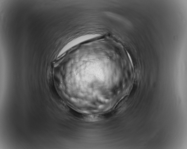 X0000085780623200703301426