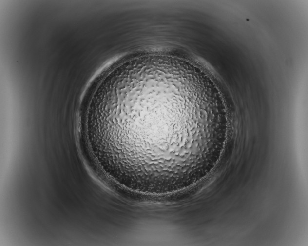 X0000085780726200703301424