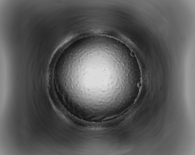 X0000085780730200703301424